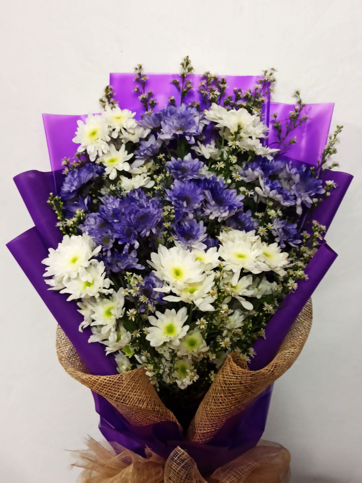 Chrysanthemums - Purple esplanade
