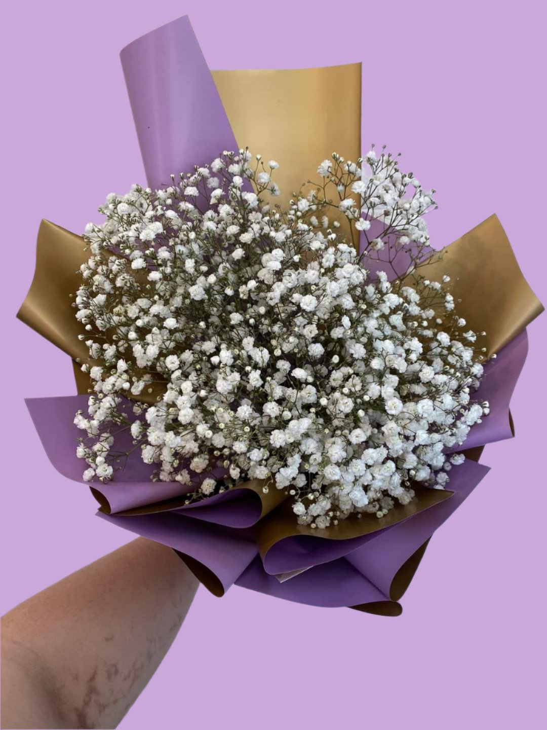 Gypso - Rounded Fres violet