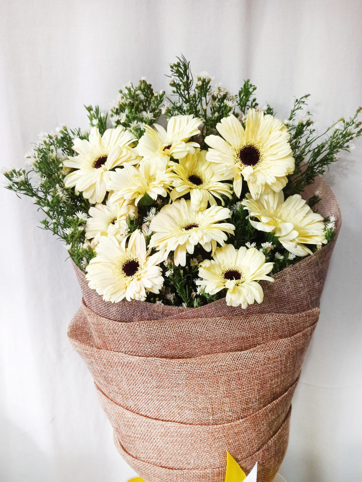 Gerb White Daisies
