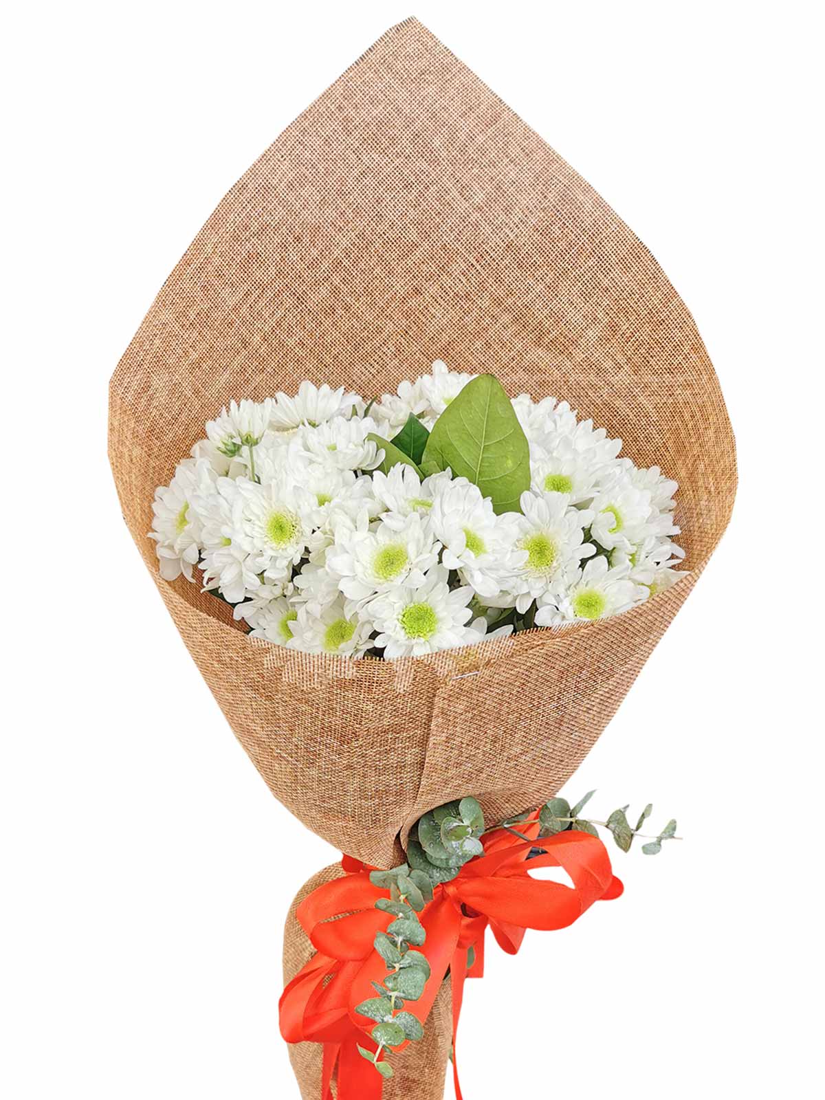 Chrysanthemums - White of laid