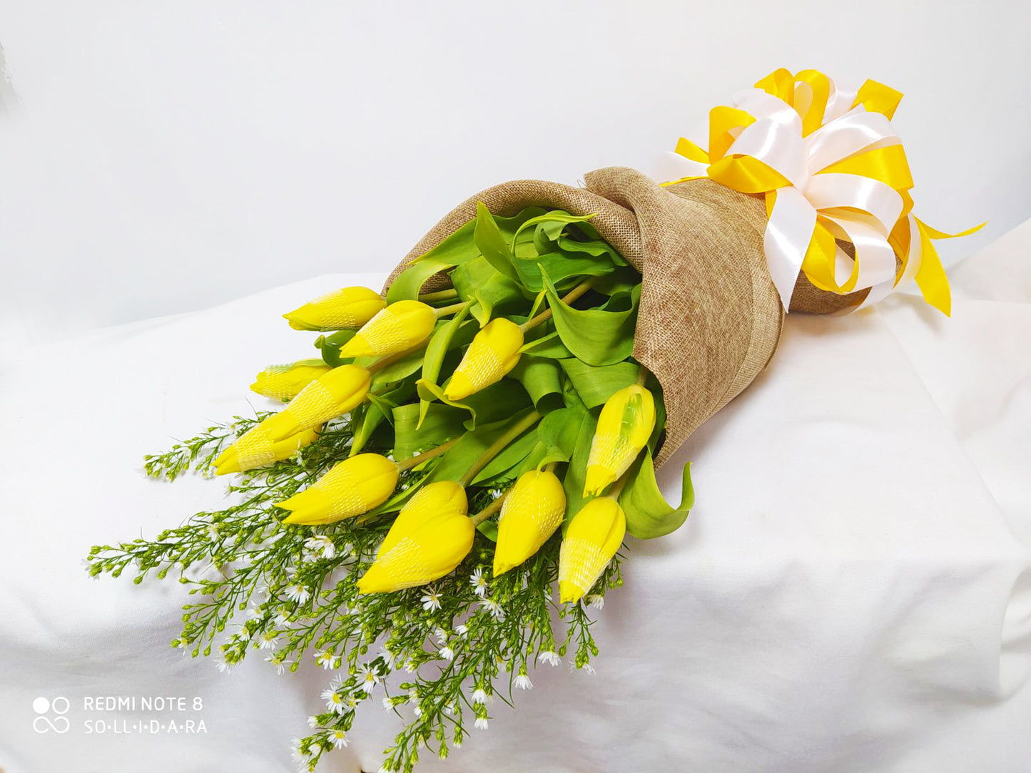 Tulips - Yellow Beauty