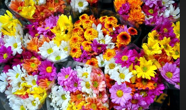 Chrusanthemums