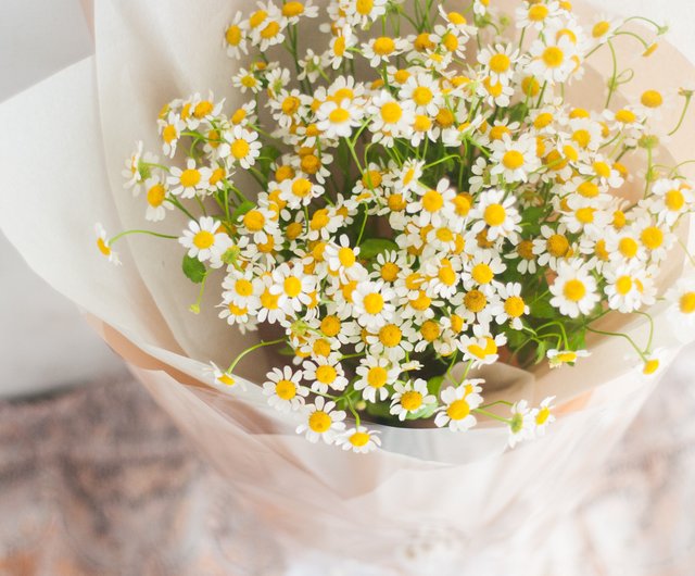 Chamomile
