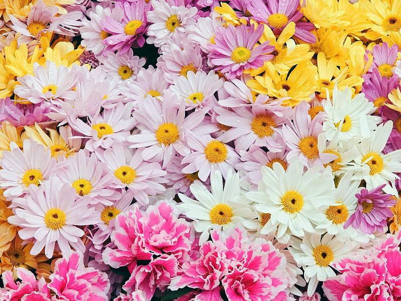 Carnation and Daisies