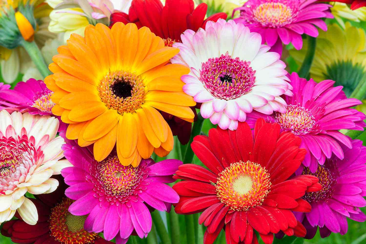 Daisy Bouquet