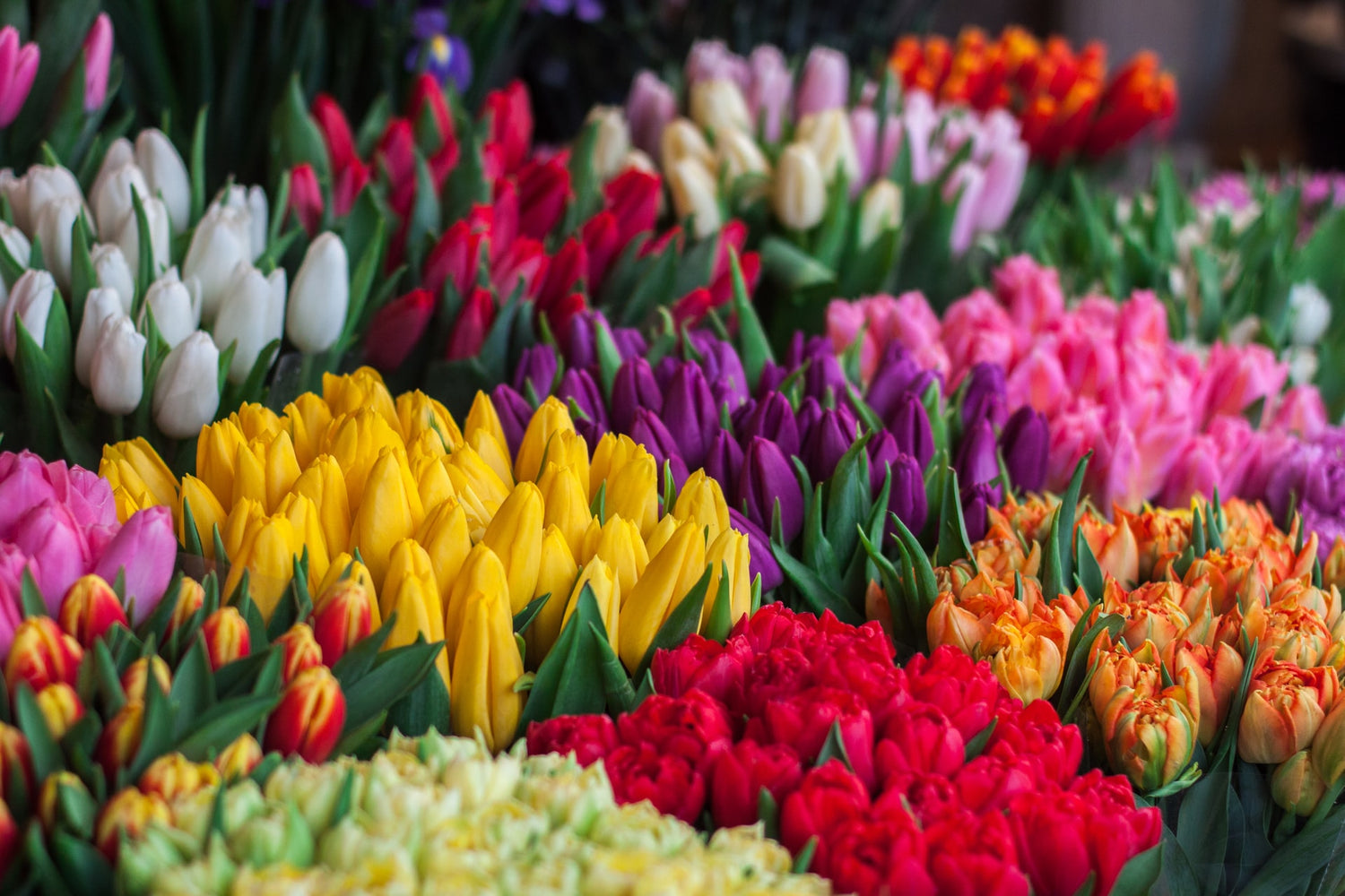 Tulips Bouquet