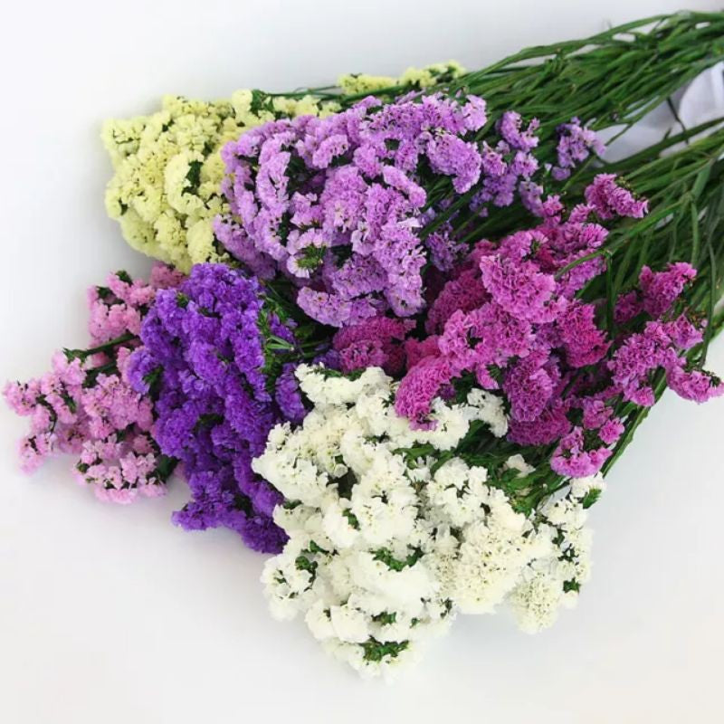 Statice bouquet