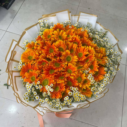 Daisy - Citrus Daisy Delight Overload (50 stems)