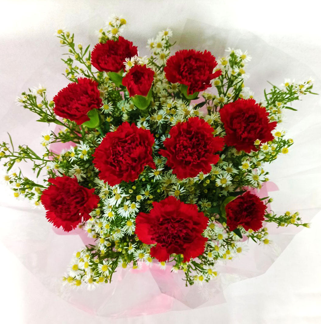 Carnation - Sweet on red